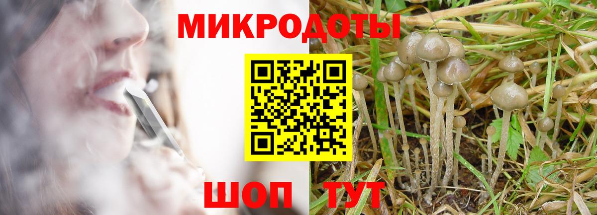 Псилоцибиновые грибы Psilocybe Петрозаводск